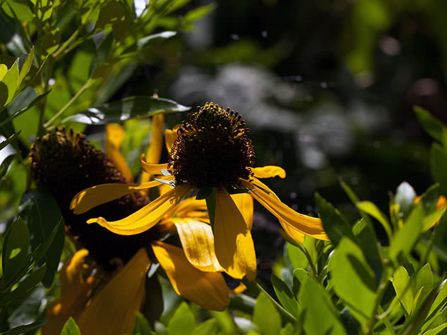 Giant Rudbeckia / Rudbeckia maxima