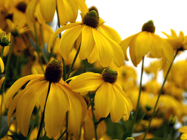 Rudbeckia blank / Rudbeckia nitida