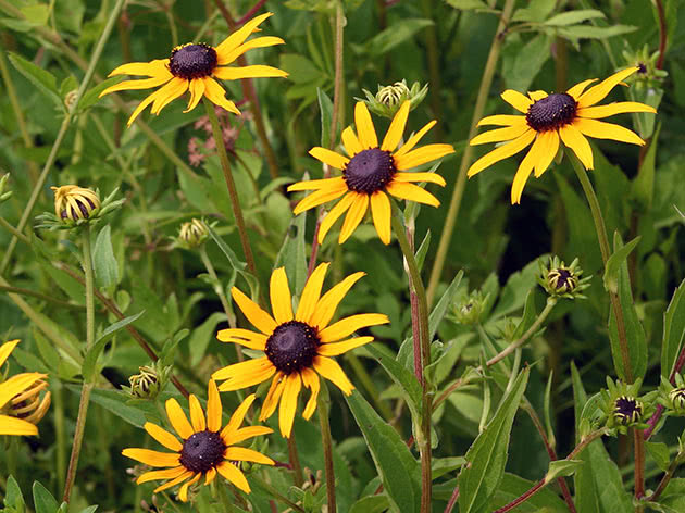 Rudbeckia vakker, eller vakker / Rudbeckia speciosa