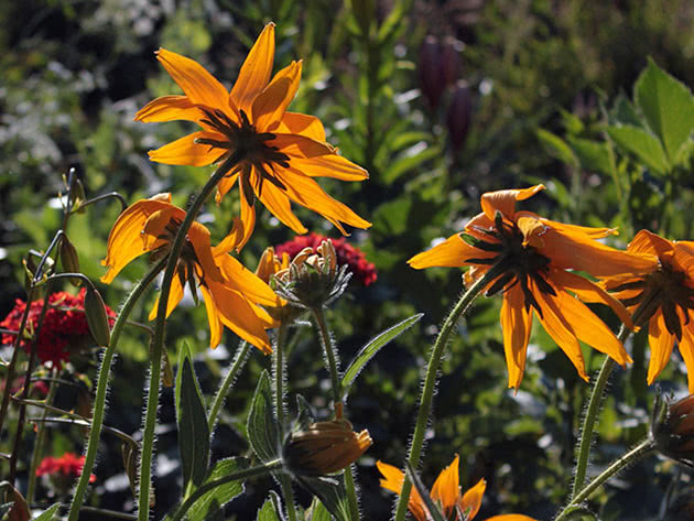 Rudbeckia hybrid / Rudbeckia hybrida