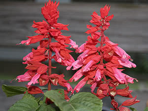 Salvia blomst