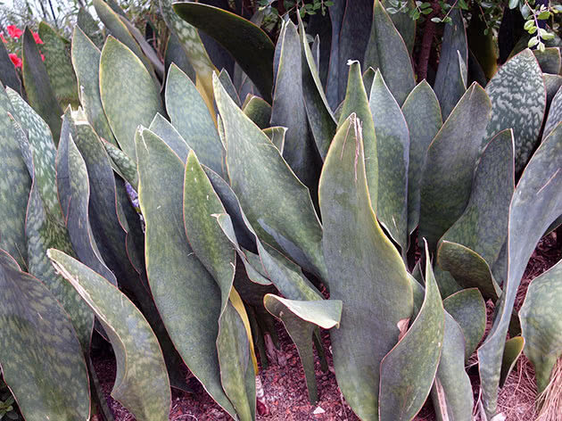 Sansevieria large (Sansevieria grandis)