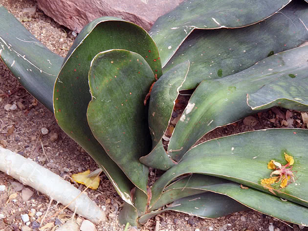 Sansevieria hyacinthoides