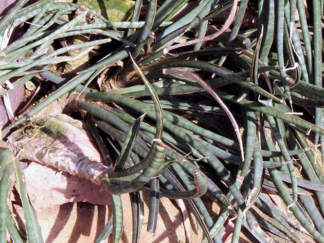 Sansevieria grasiøs eller grasiøs (Sansevieria gracilis)