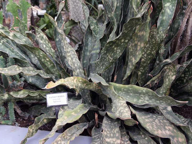 Sansevieria Kirk (Sansevieria kirkii)