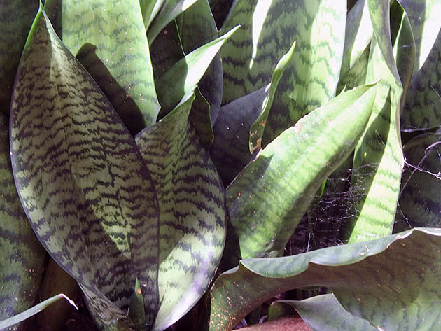 Sansevieria liberian (Sansevieria liberica)