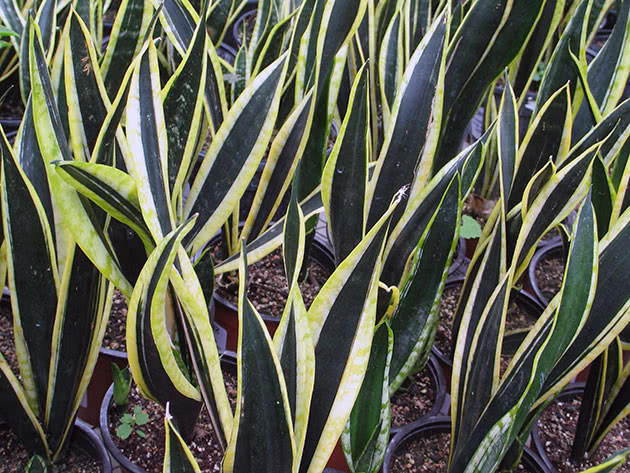 Sansevieria trefelts (Sansevieria trifasciata)