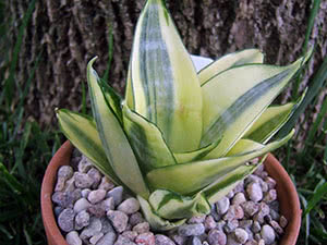 Sansevieria blomst hjemme