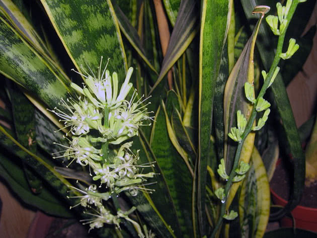 Blomstrende sansevieria