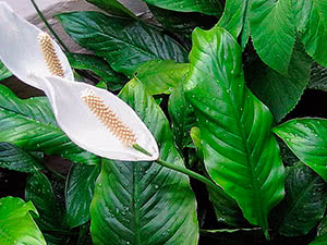 Spathiphyllum blomst (spathiphyllum)