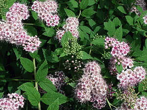 Grm spirea