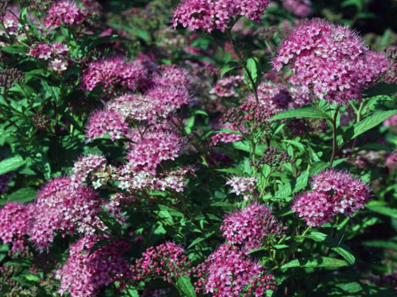 Spirea: açık alanda dikim ve bakım, budama ve dikim