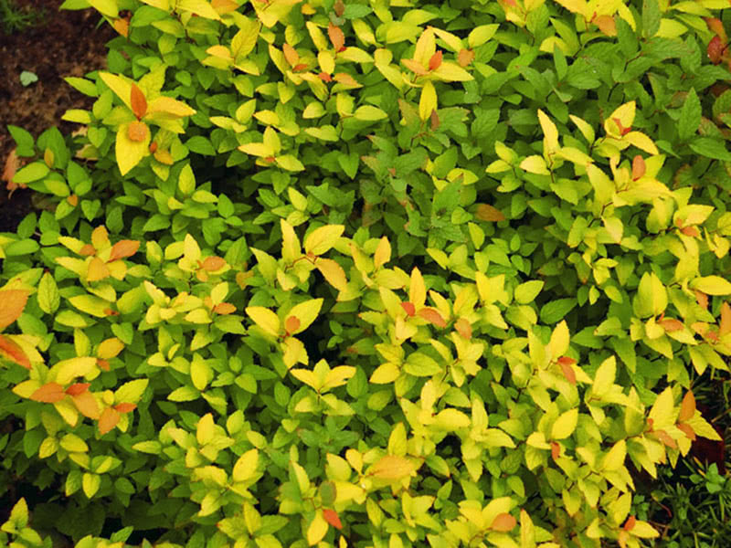 Spirea Boomald Goldflame