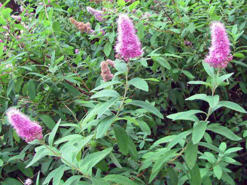 Spirea selje