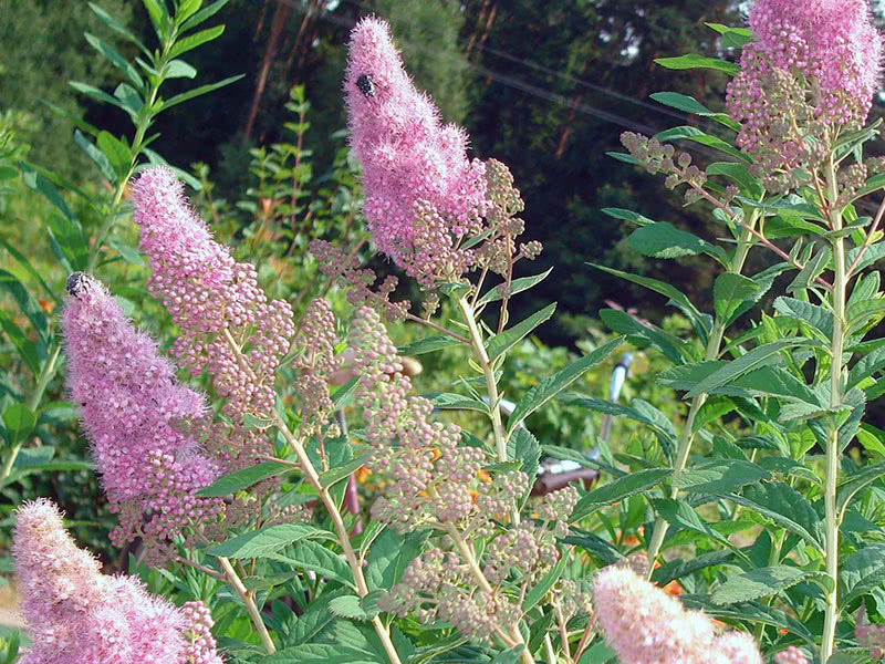 Spirea selje