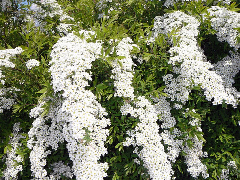 Spirea grå Grefsheim