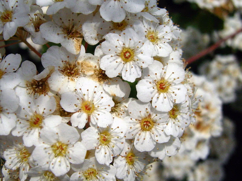 Spirea sivi Grefsheim