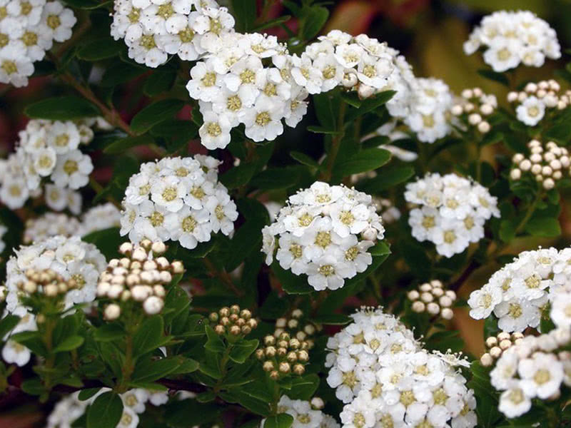 Spirea nippon