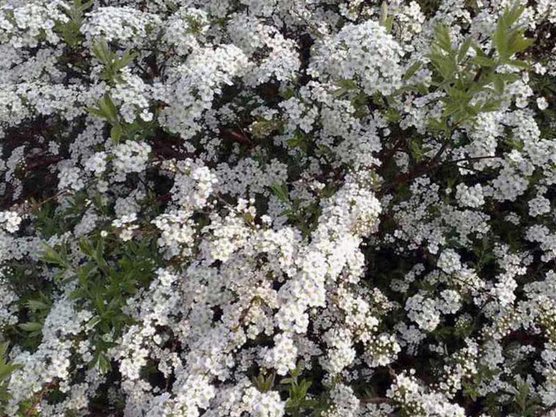 Spirea Argut