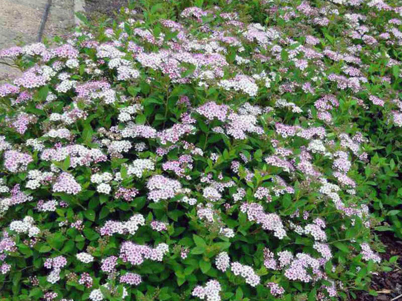 Spirea japanske små prinsesser