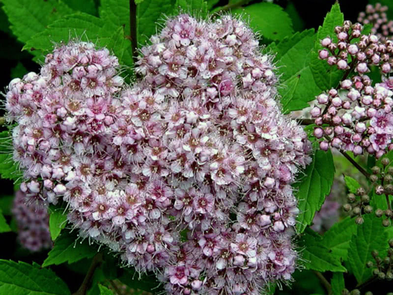 Spirea japanske små prinsesser