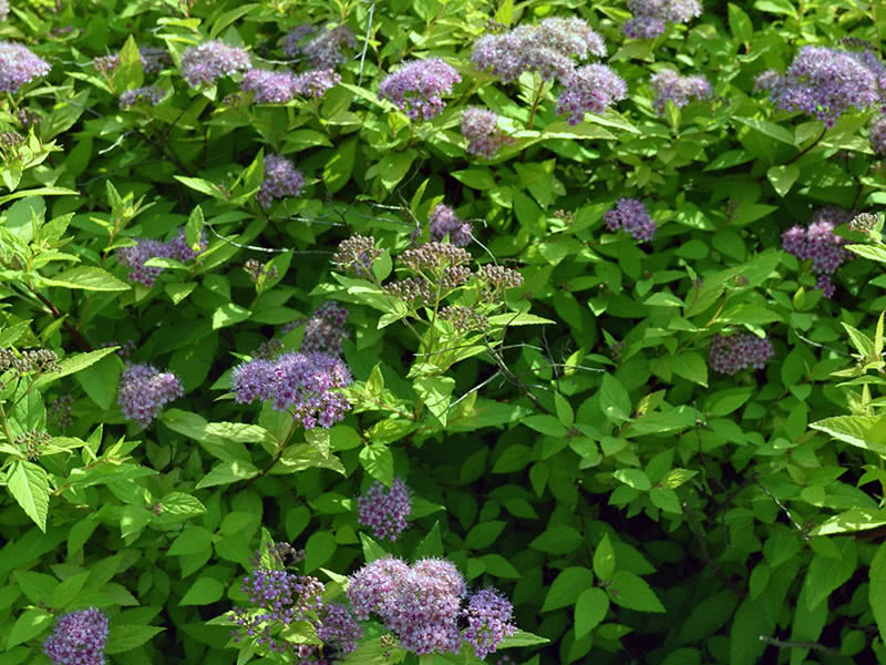 Japanska zlatna princeza Spirea