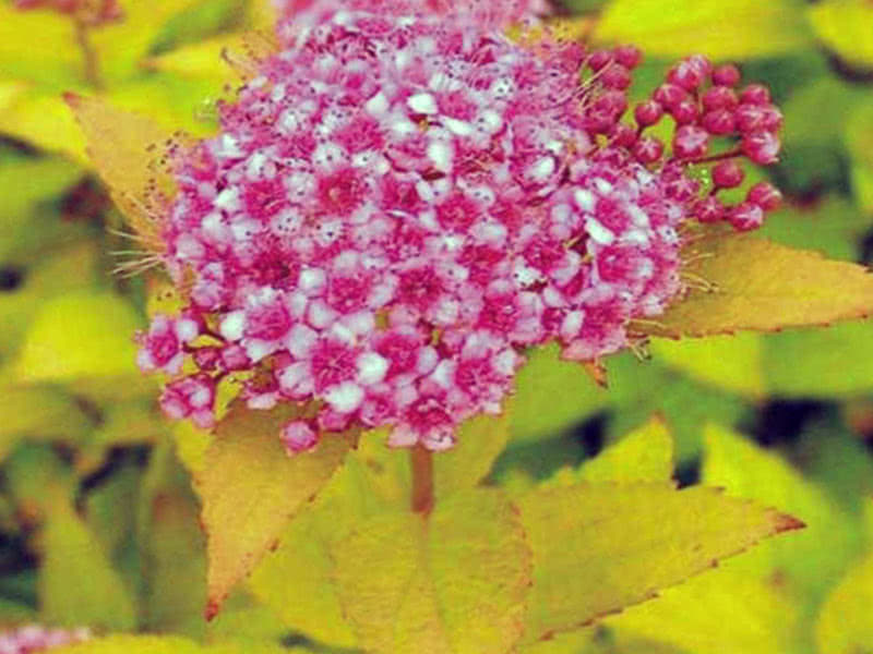 Japanska zlatna princeza Spirea