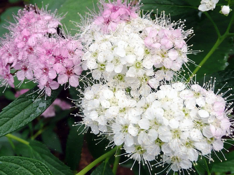 Spirea japanska Shirobana