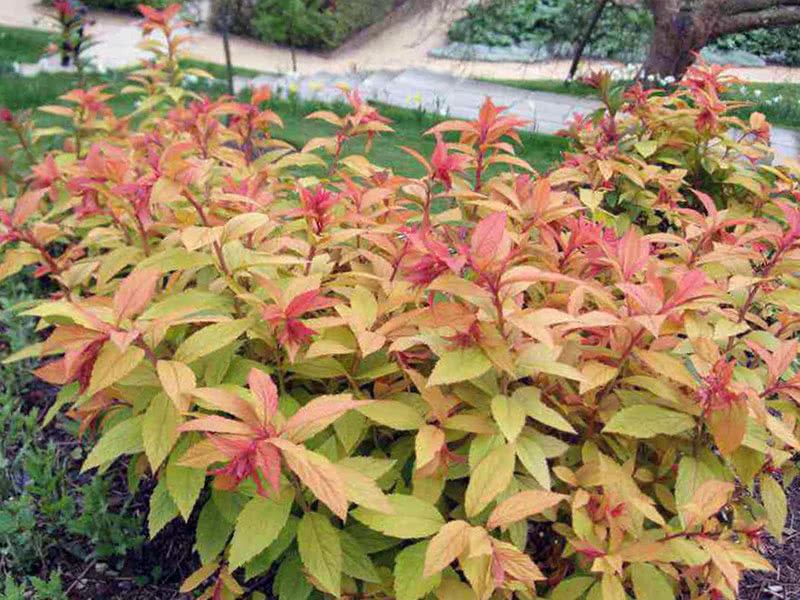 Spirea Japanese Goldflame