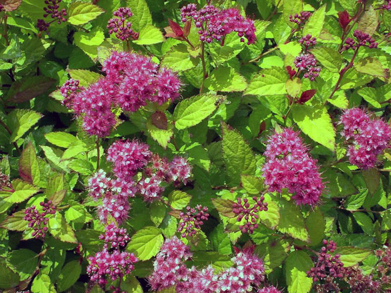 Spirea japanski zlatni plamen