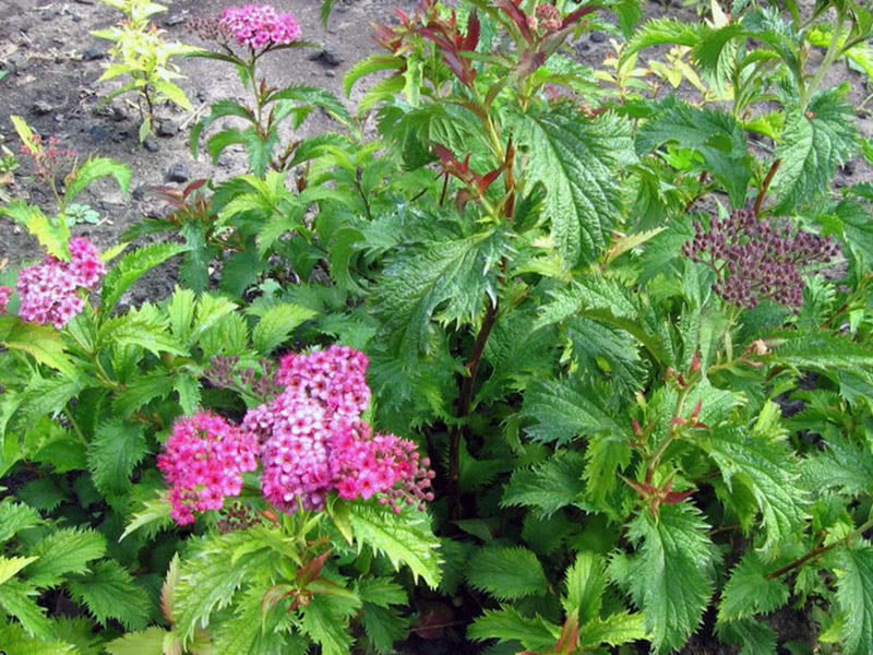 Spirea japanska Crispa