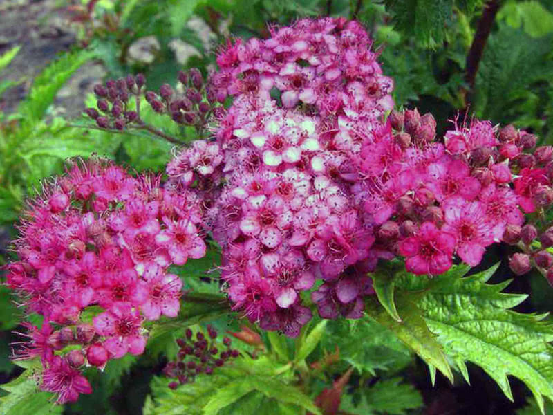 Spirea japanska Crispa