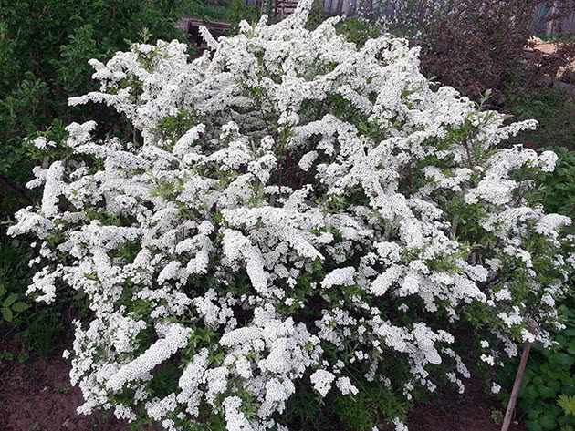 Spirea busk