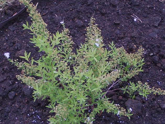 Spirea busk etter transplantasjon