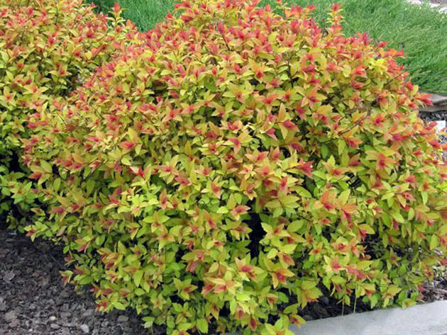 Spirea