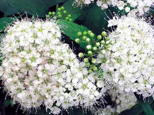 Japansk spirea