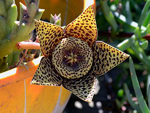 Stapelia blomst