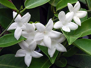 Stephanotis blomst