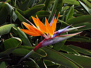 Strelitzia blomst