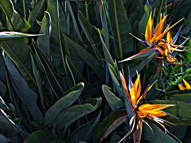 Strelitzia blomster