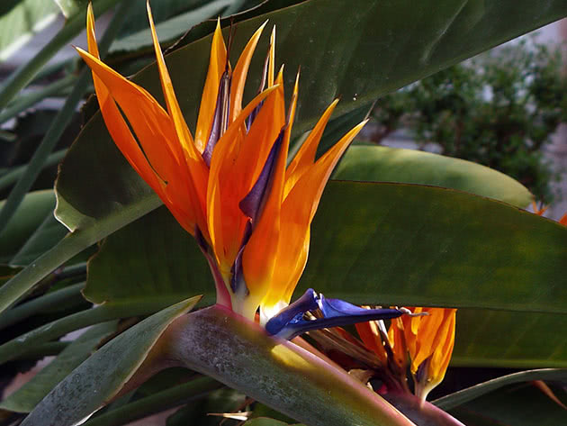 Strelitzia plante