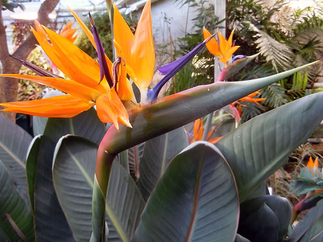 Innendørs blomsterstrelitzia