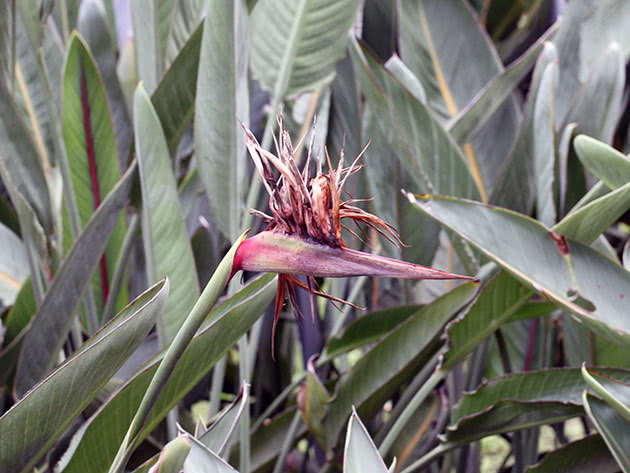 Royal Strelitzia / Strelitzia reginae