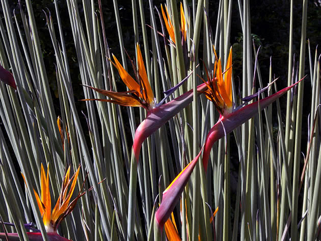 Strelitzia siv / Strelitzia juncea