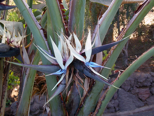 Strelitzia Augustus, eller Strelitzia hvit / Strelitzia alba