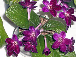 Hjem streptocarpus