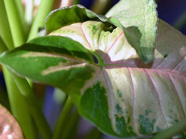 Syngonium hjemme