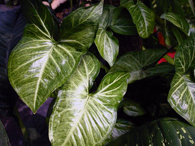 Syngonium blomster