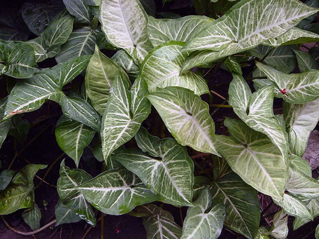 Syngonium podophyllum, ili nogolisni / Syngonium podophyllum