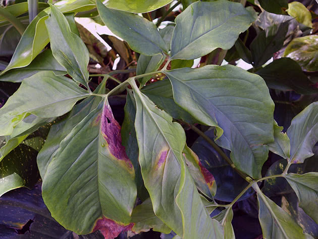 Syngonium auricular, eller auricular / Syngonium auritum